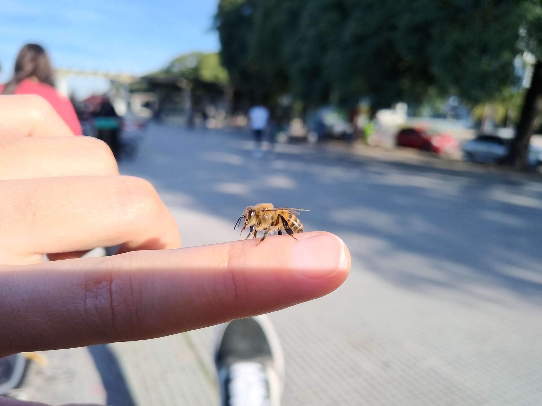 ASUS ZenFone 3 Zoom (ZE553KL) sample photo. Bee bee beer photography