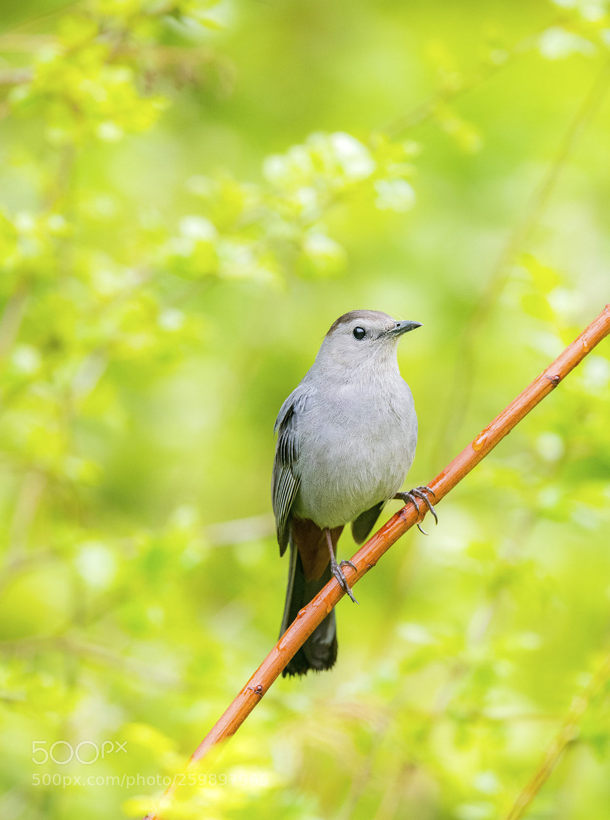 Nikon D850 sample photo. Gray catbird photography