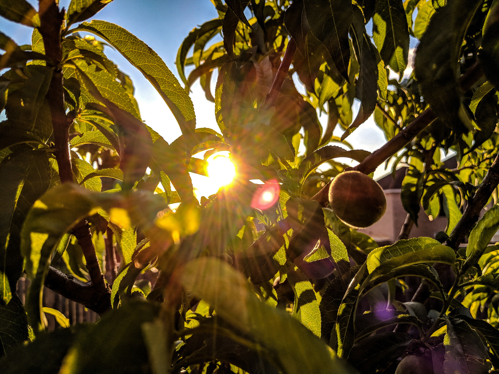 Google Pixel 2 XL sample photo. Peachy summer photography