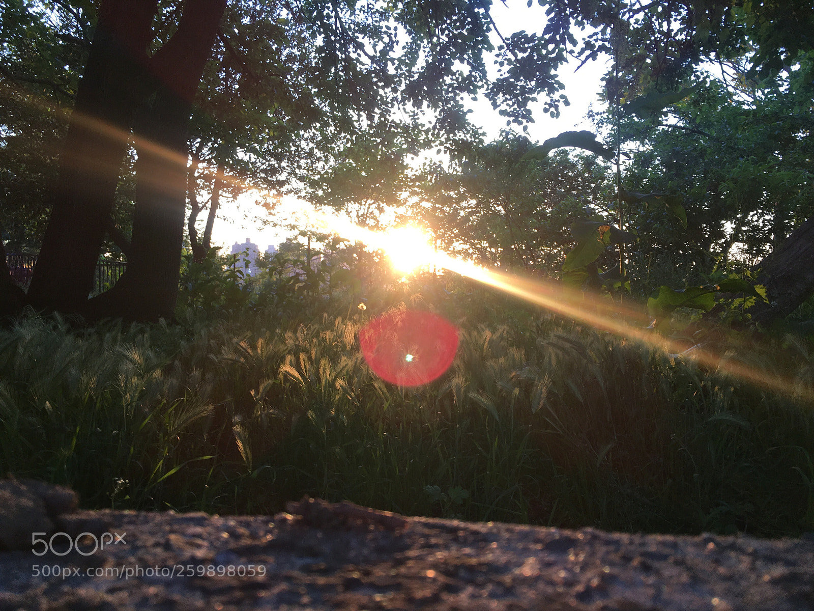 Apple iPhone 6s sample photo. Untitled photography