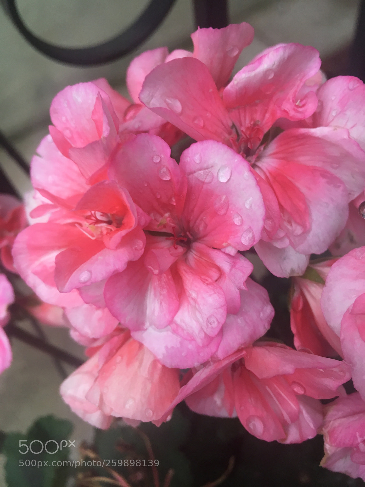 Apple iPhone 6s sample photo. Untitled photography