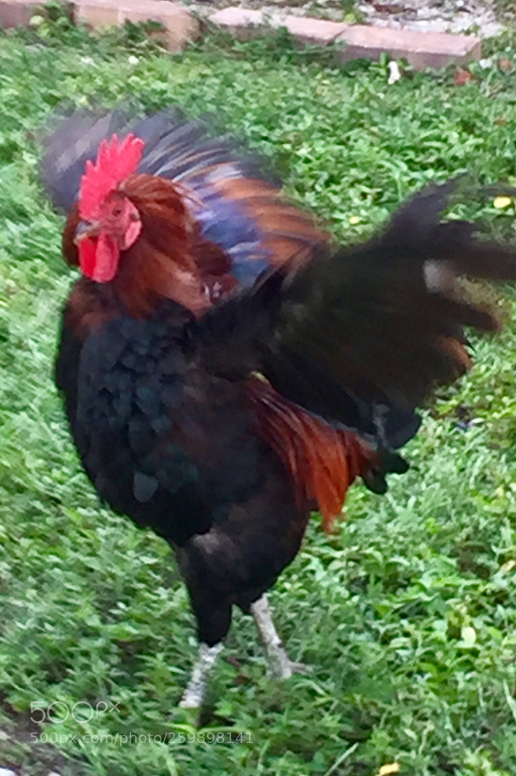 Apple iPhone 6 Plus sample photo. Ruffle  photography