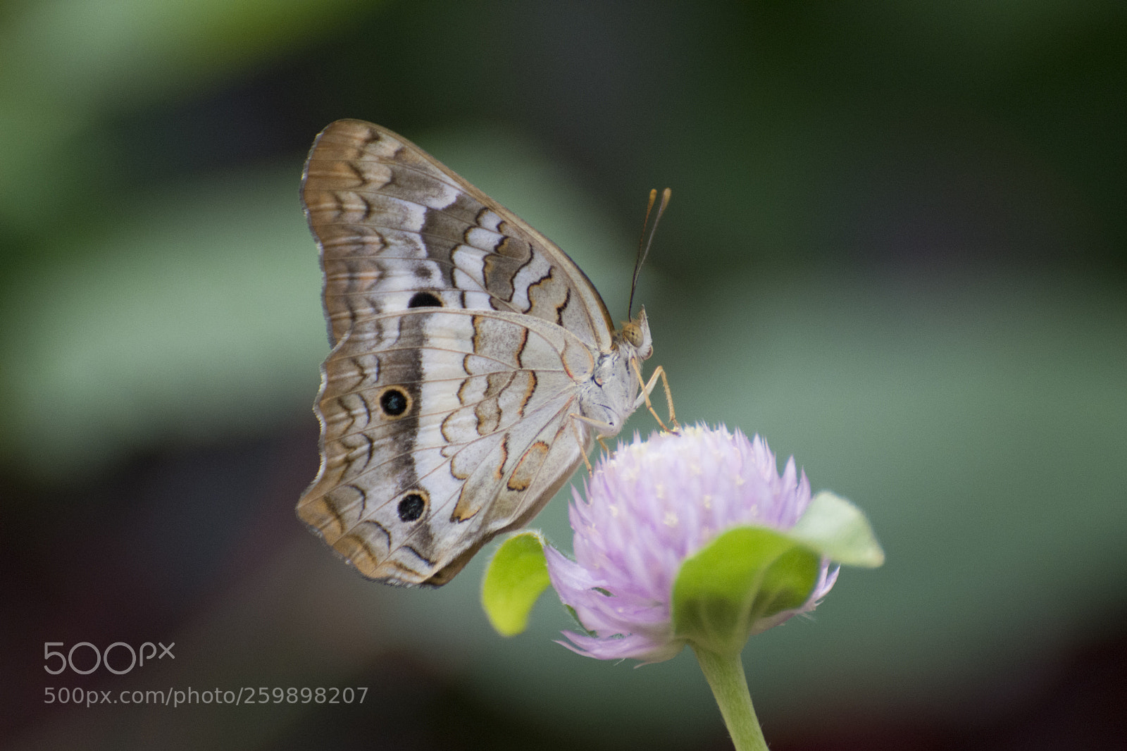 Nikon D7200 sample photo. Butterfly 2018-37 photography