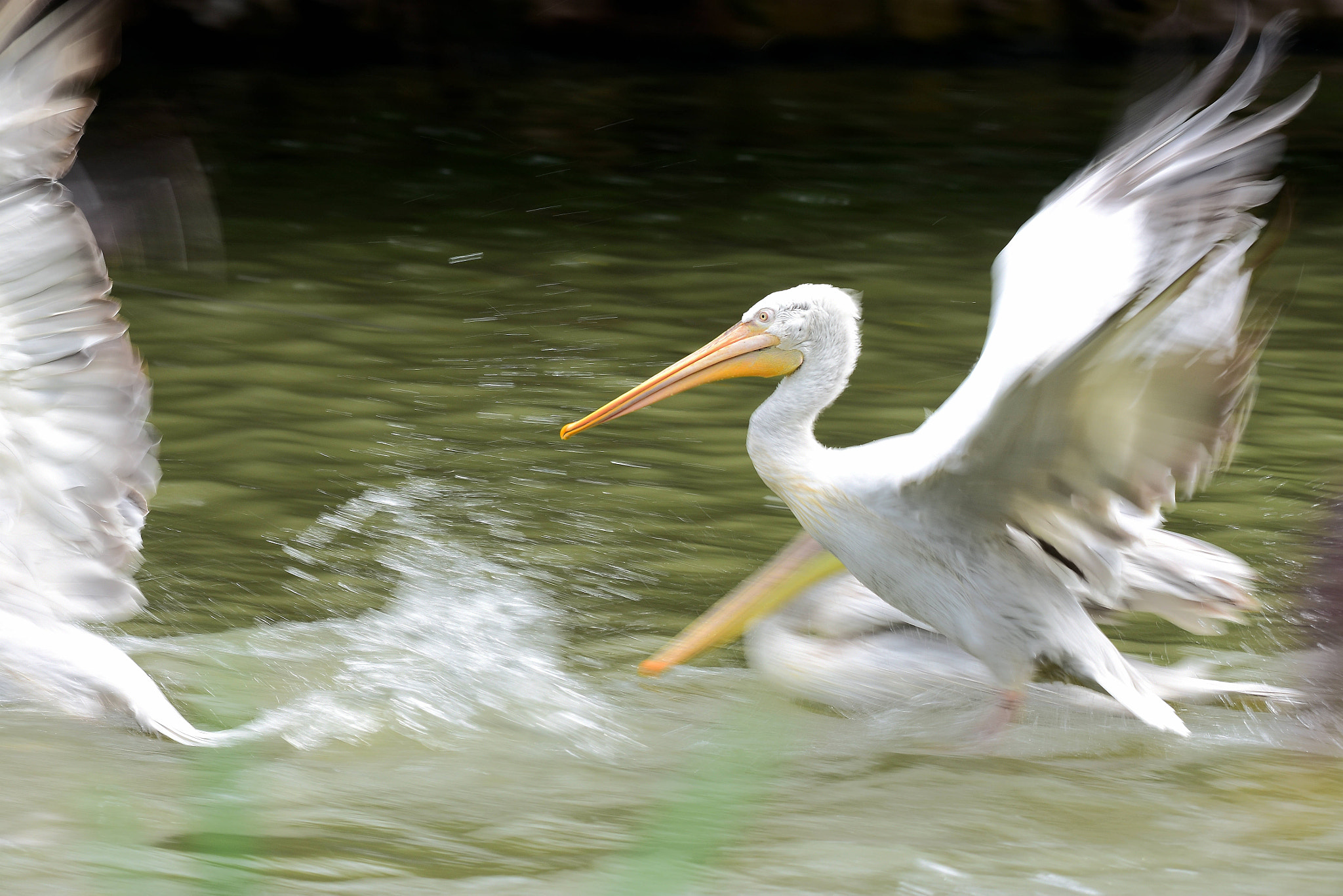 Nikon D7200 + Nikon AF-S Nikkor 200-500mm F5.6E ED VR sample photo. 起飞的天鹅 photography