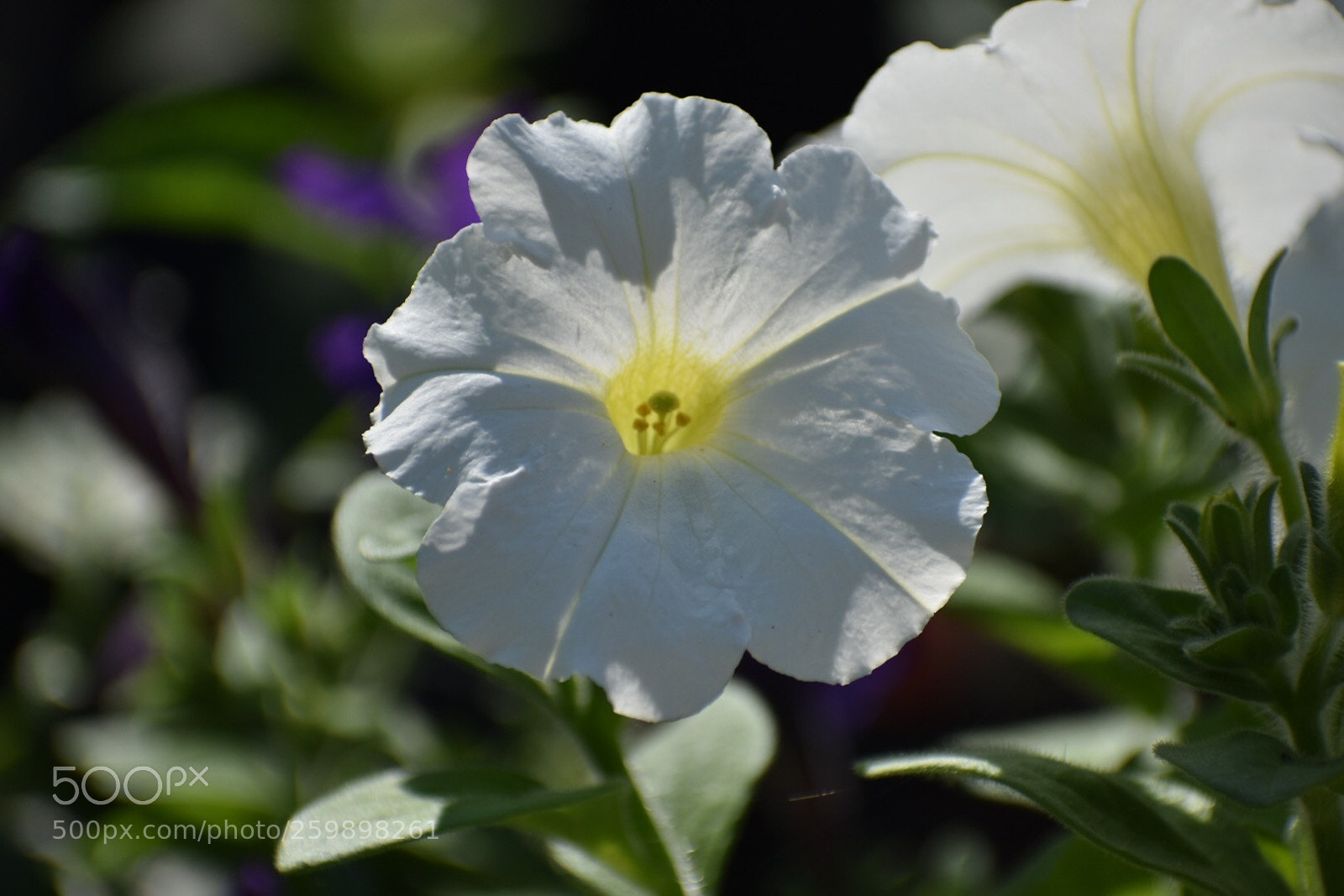 Nikon D3400 sample photo. White petunia photography