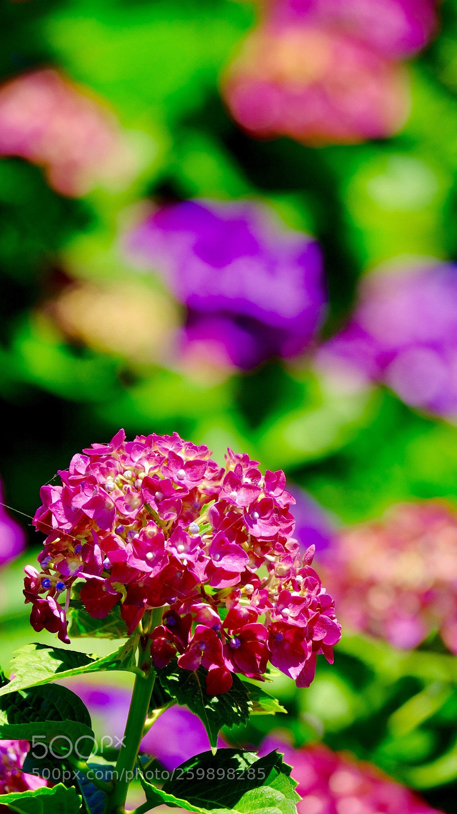 Fujifilm X-H1 sample photo. Hydrangea photography