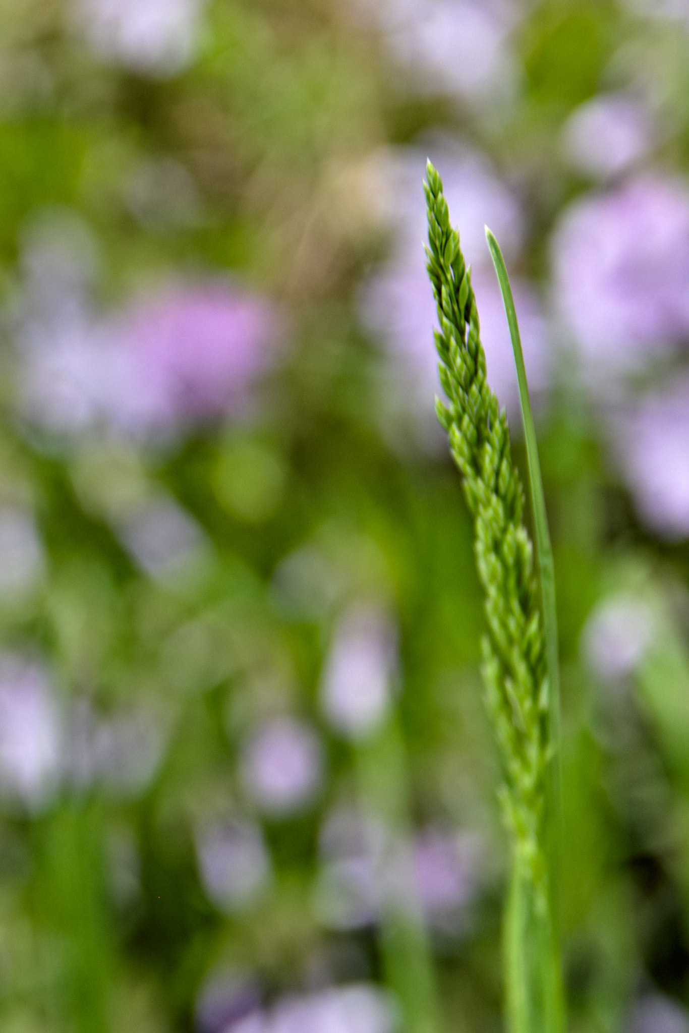 Sigma 17-50mm F2.8 EX DC OS HSM sample photo. Fresh crop photography