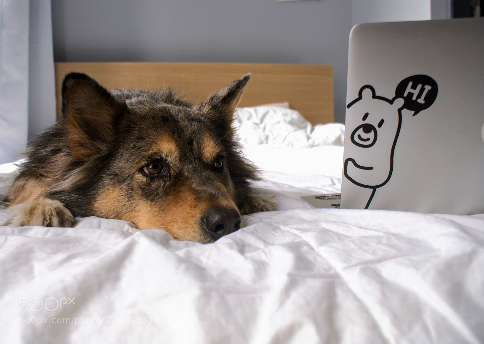 Sony Alpha DSLR-A100 sample photo. Woof photography