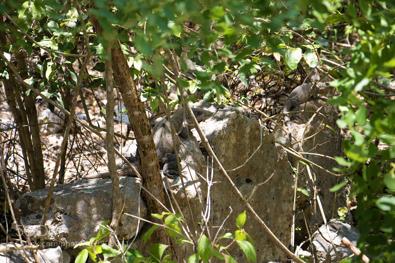 Canon EOS 750D (EOS Rebel T6i / EOS Kiss X8i) sample photo. Iguanas photography