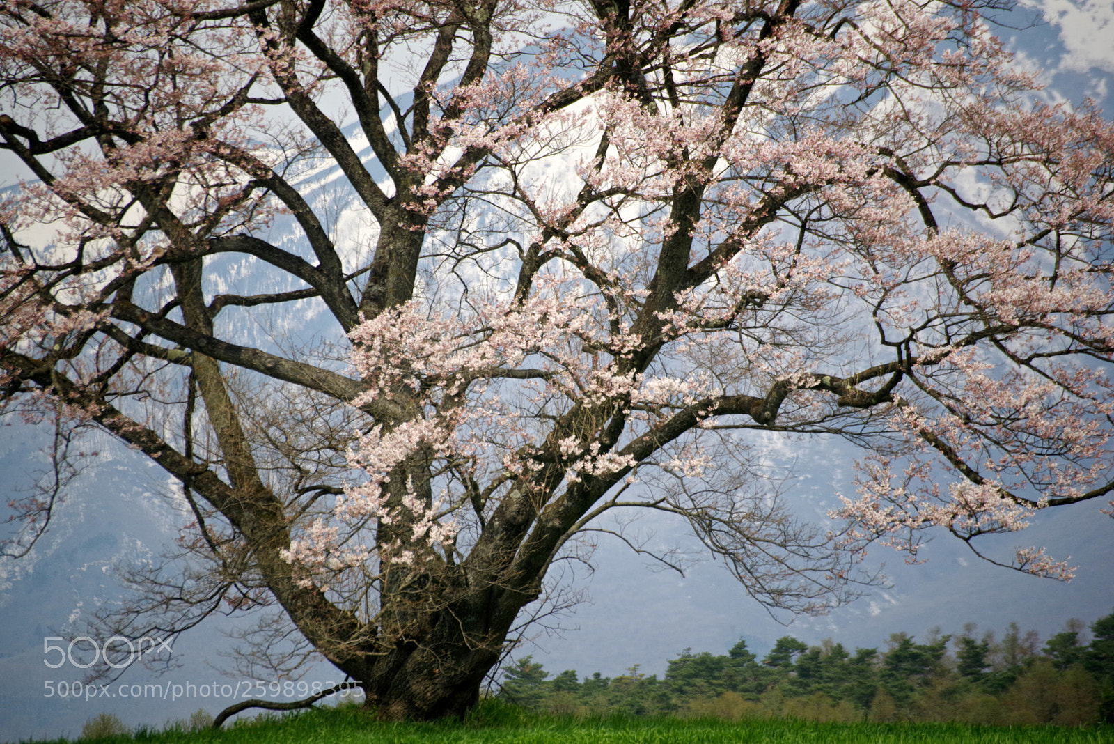 Pentax K-1 sample photo. Stand alone cherry tree photography