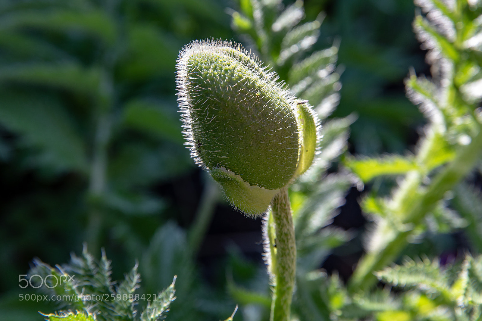 Canon EOS 5D Mark IV sample photo. Mohn - poppy #1 photography