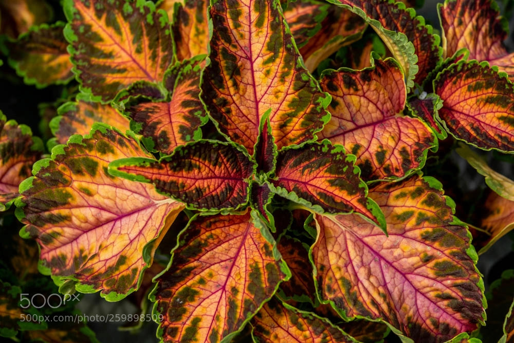 Sony Cyber-shot DSC-RX10 III sample photo. Neon plant photography