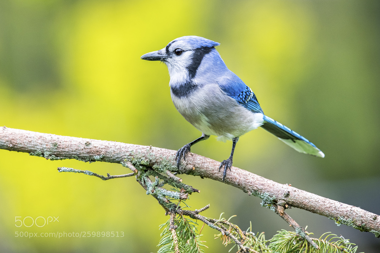 Nikon D850 sample photo. Blue jay photography