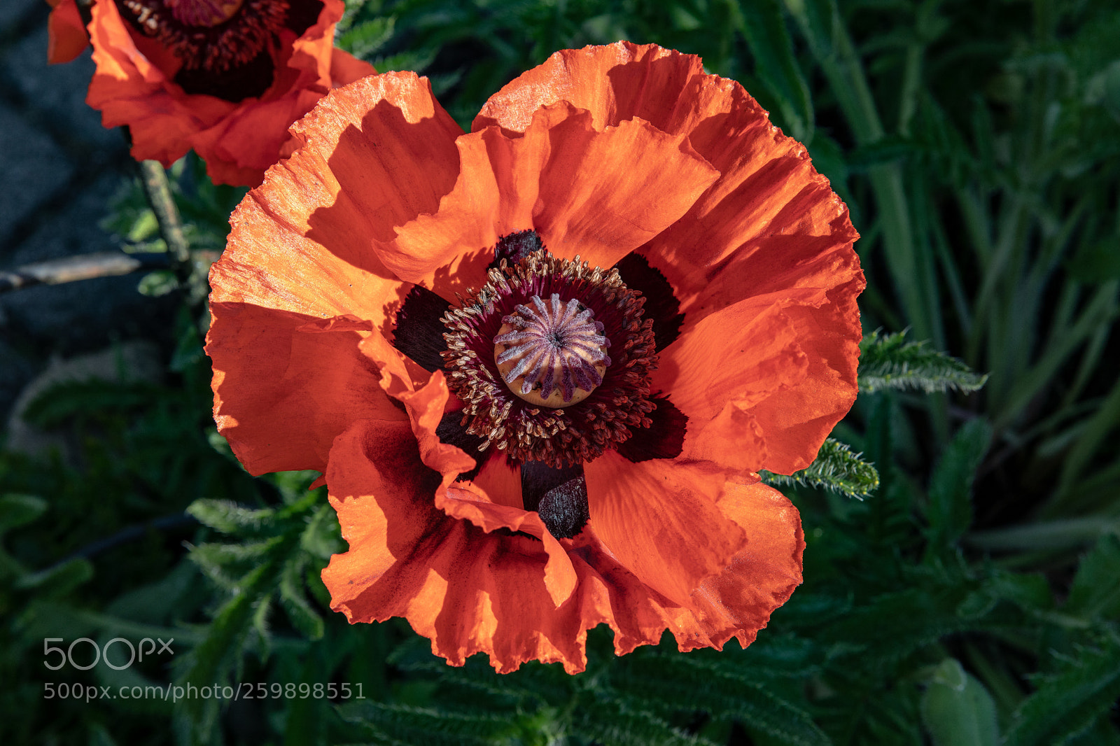 Canon EOS 5D Mark IV sample photo. Mohn - poppy #2 photography