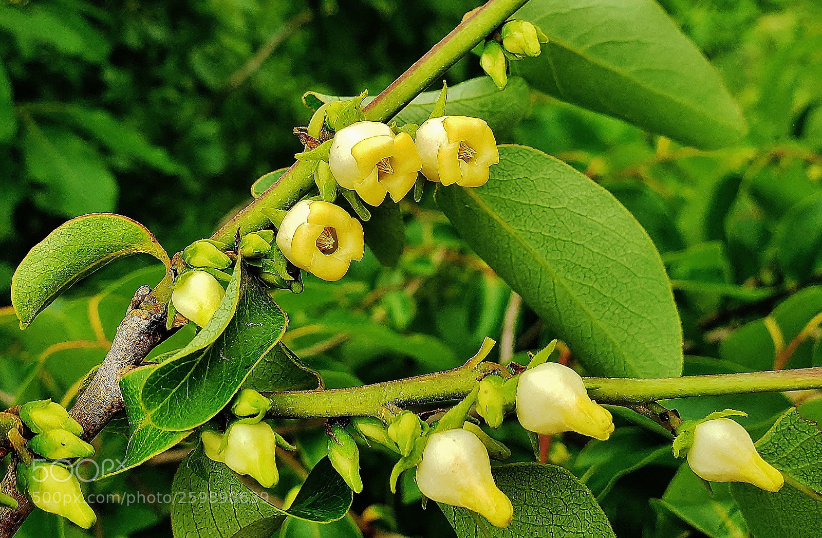 Samsung Galaxy S9+ sample photo. American persimmon blossoms 2018 photography