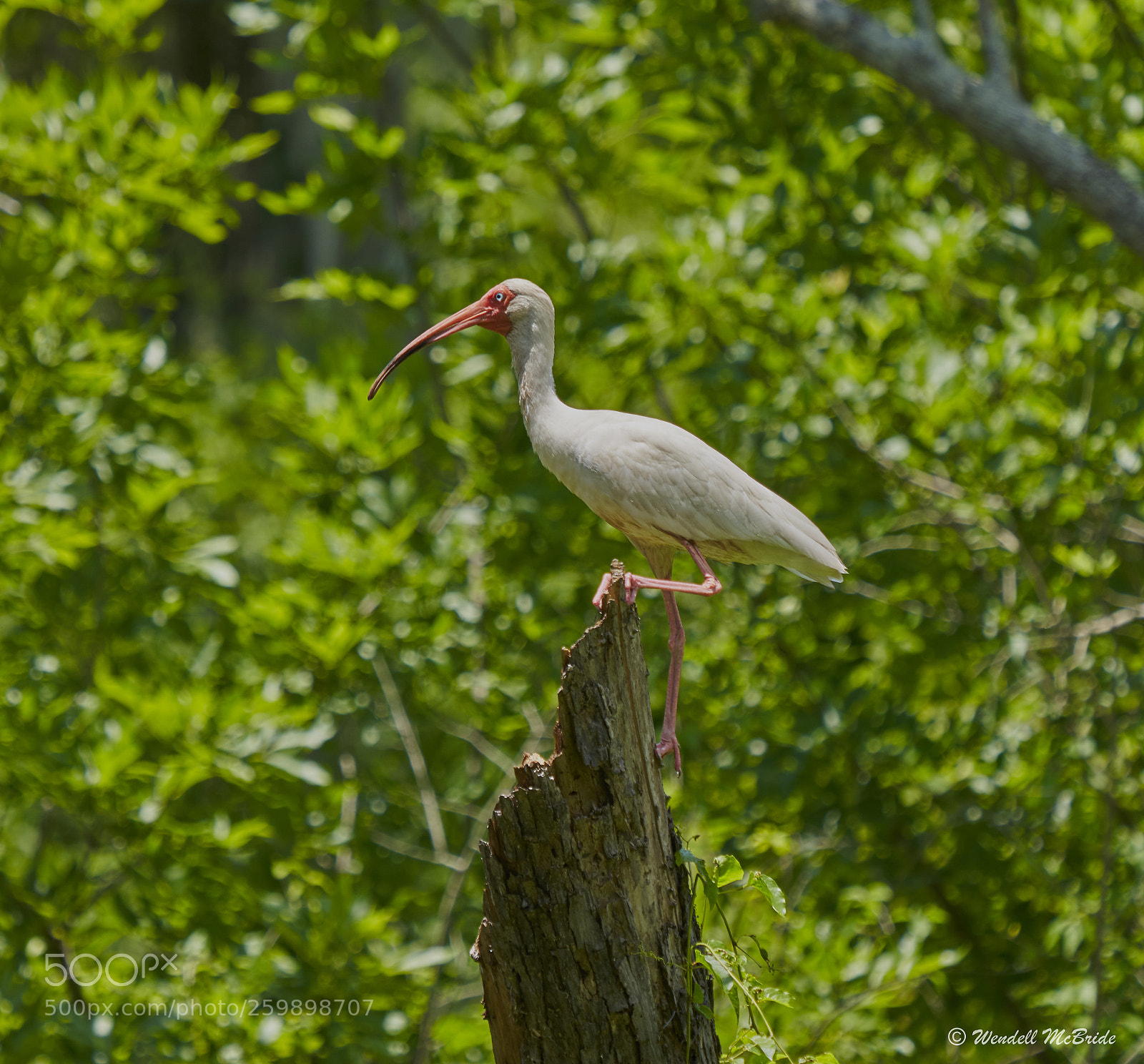 Sony a7R III sample photo. White ibis photography