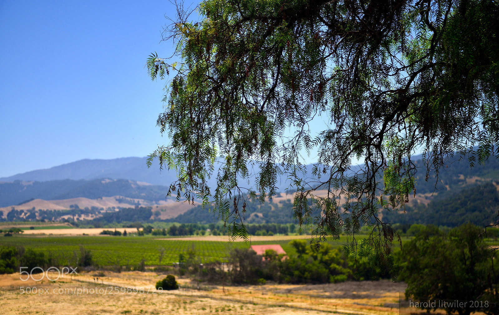 Nikon D850 sample photo. The end of spring  photography