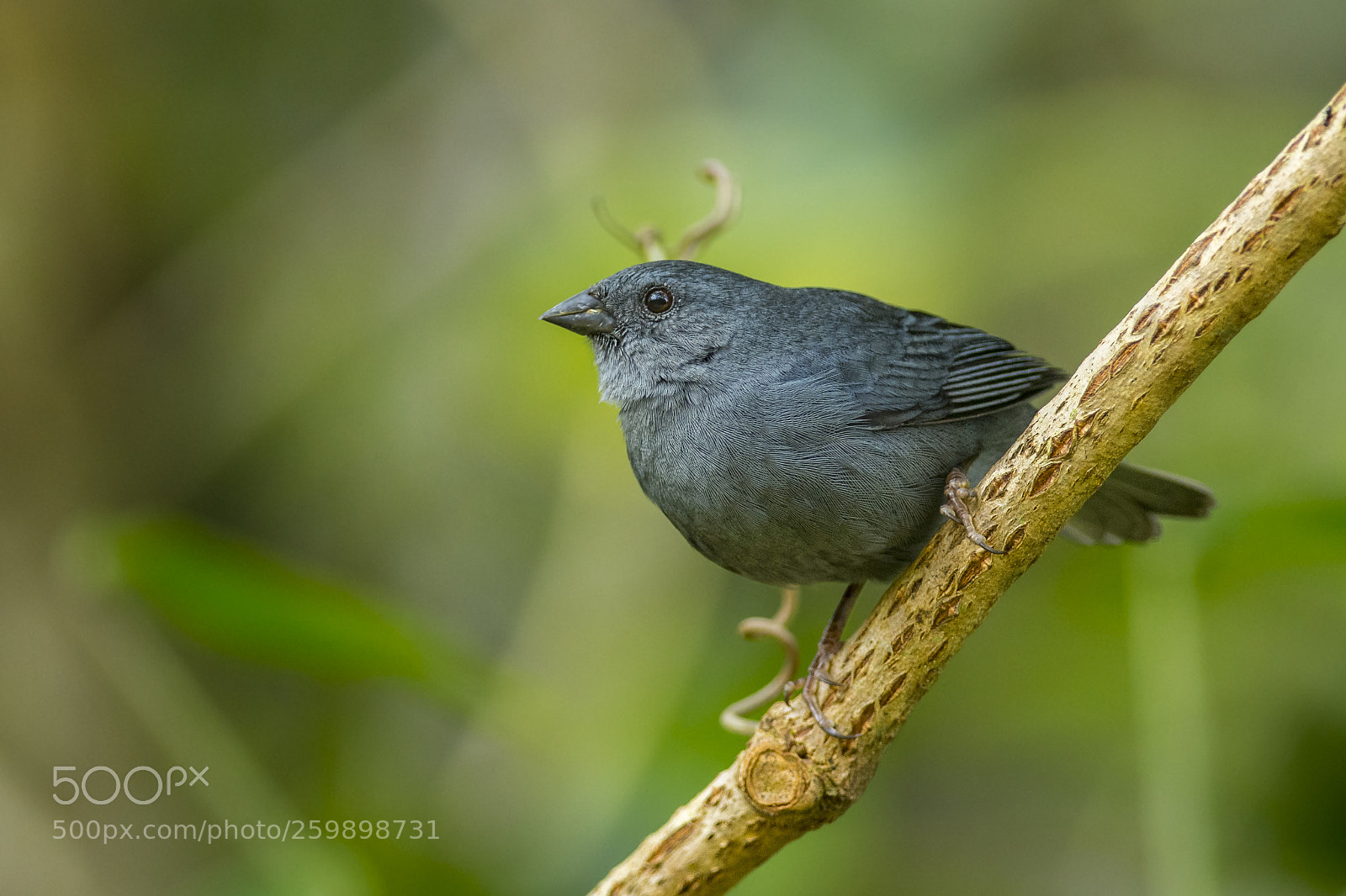 Nikon D7200 sample photo. Uniform finch. photography