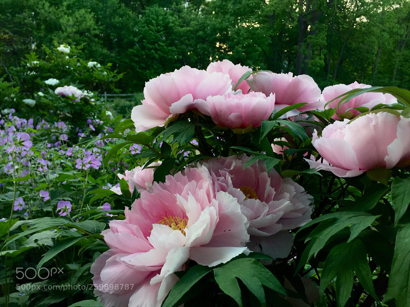 Apple iPhone 6 sample photo. Peonies in spring ~ photography