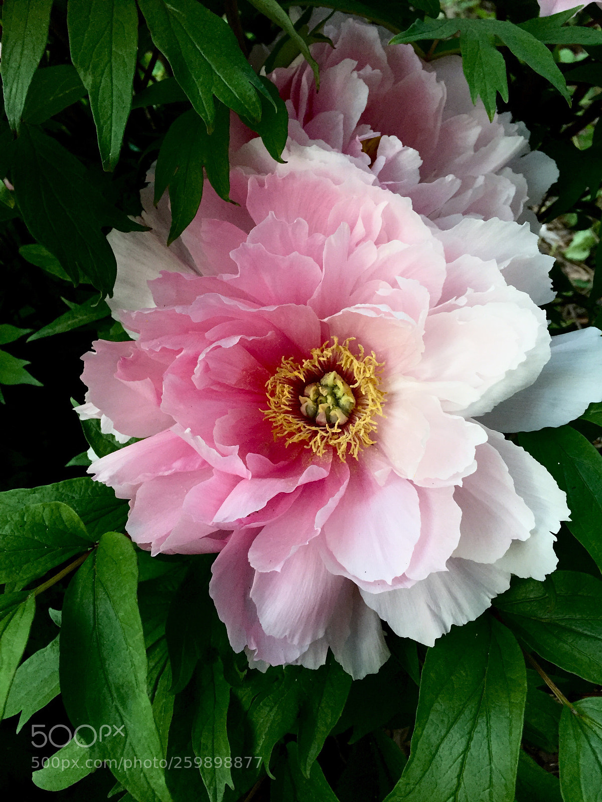 Apple iPhone 6 sample photo. A single peony ~ photography
