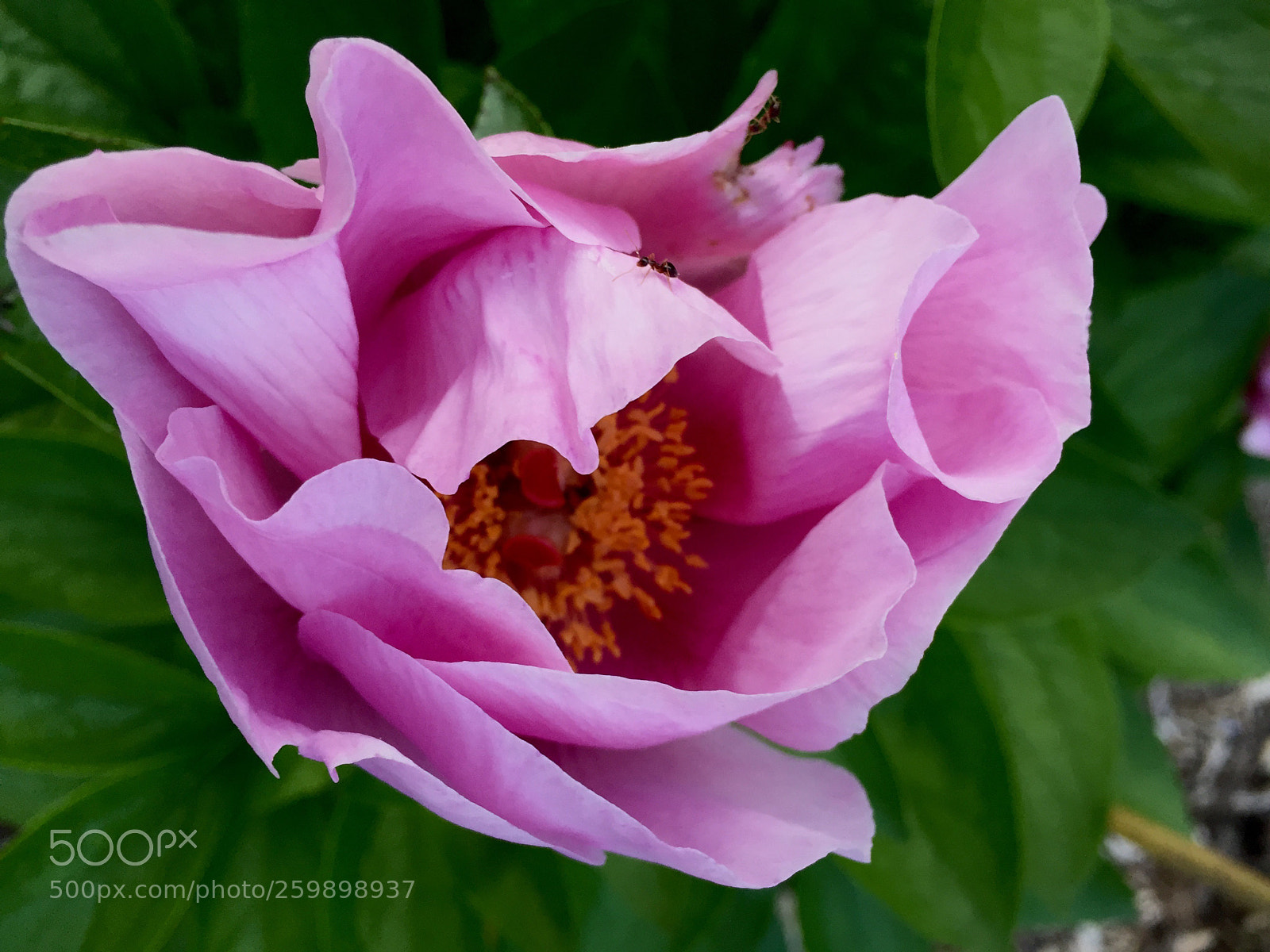 Apple iPhone 6 sample photo. Another single peony ~ photography