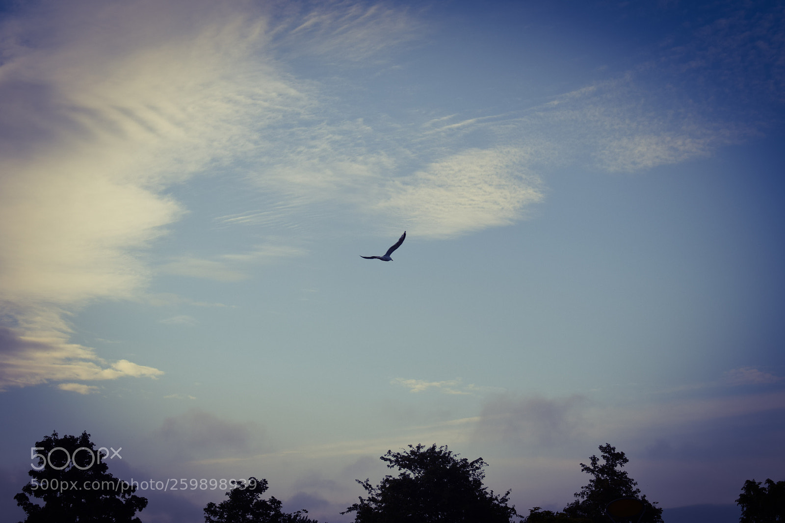 Nikon D5300 sample photo. Untitled photography