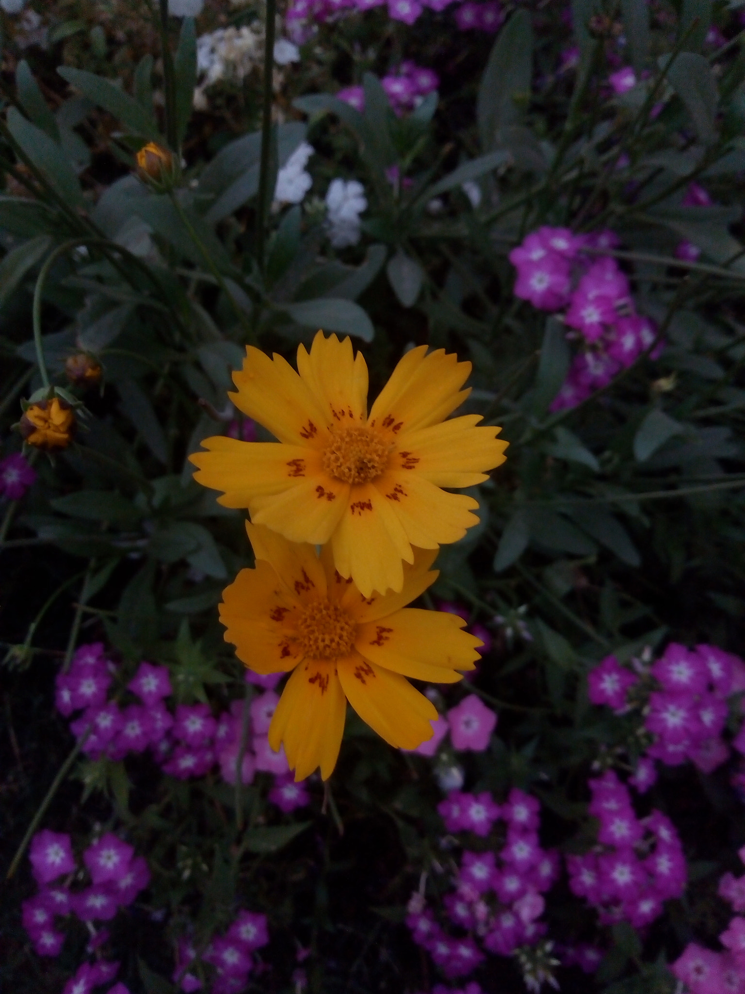 Motorola Moto E (4) Plus sample photo