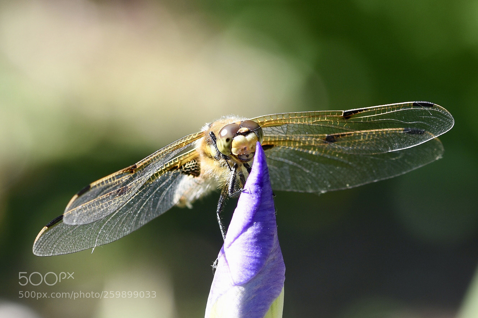 Nikon D7200 sample photo. Dragonfly on an iris photography