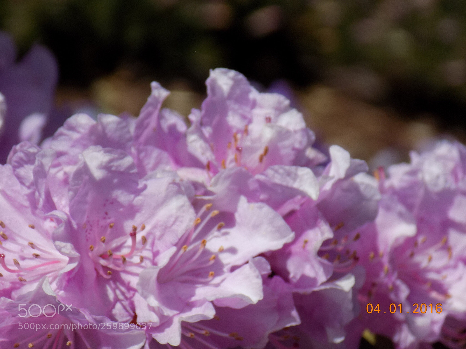 Nikon COOLPIX L340 sample photo. Pink flowers photography