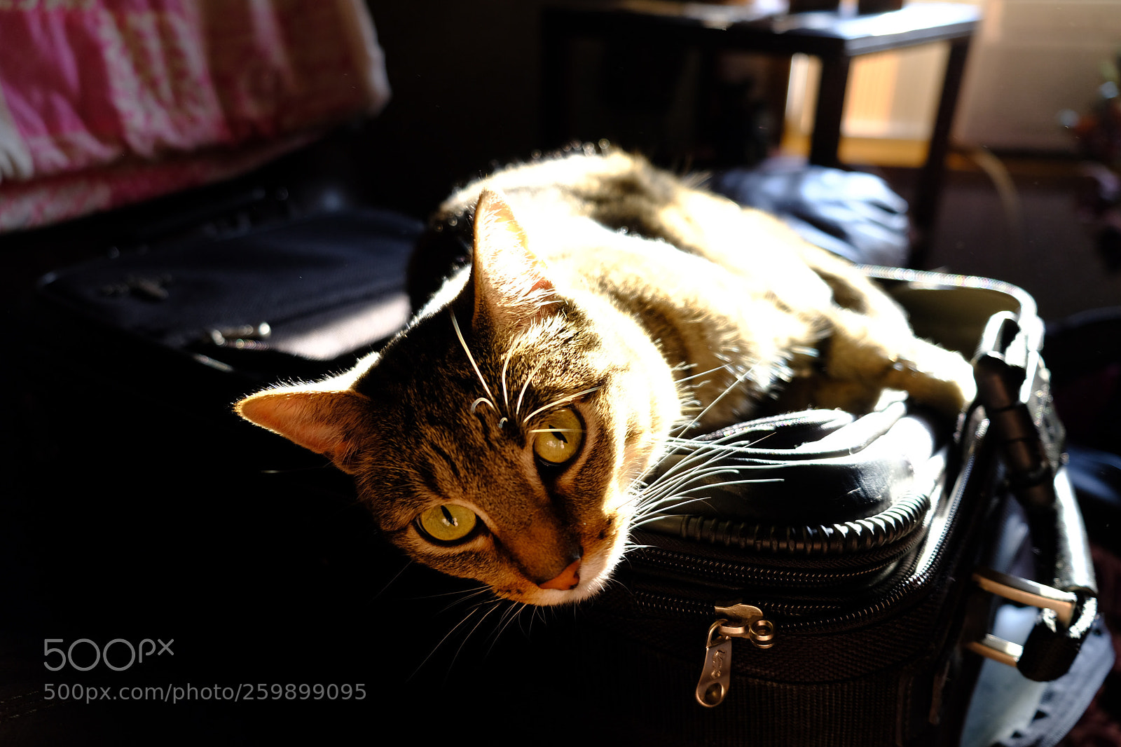 Fujifilm X-T20 sample photo. Untitled photography