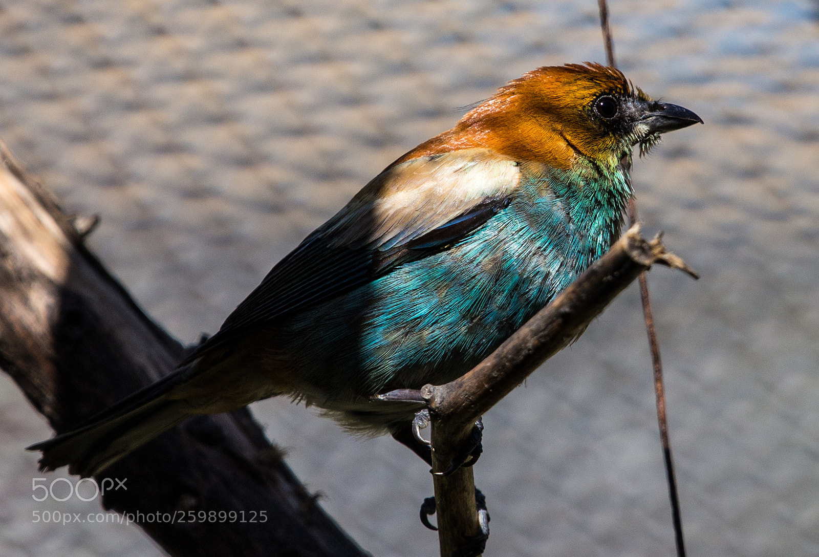 Canon EOS 6D sample photo. Pajaro photography