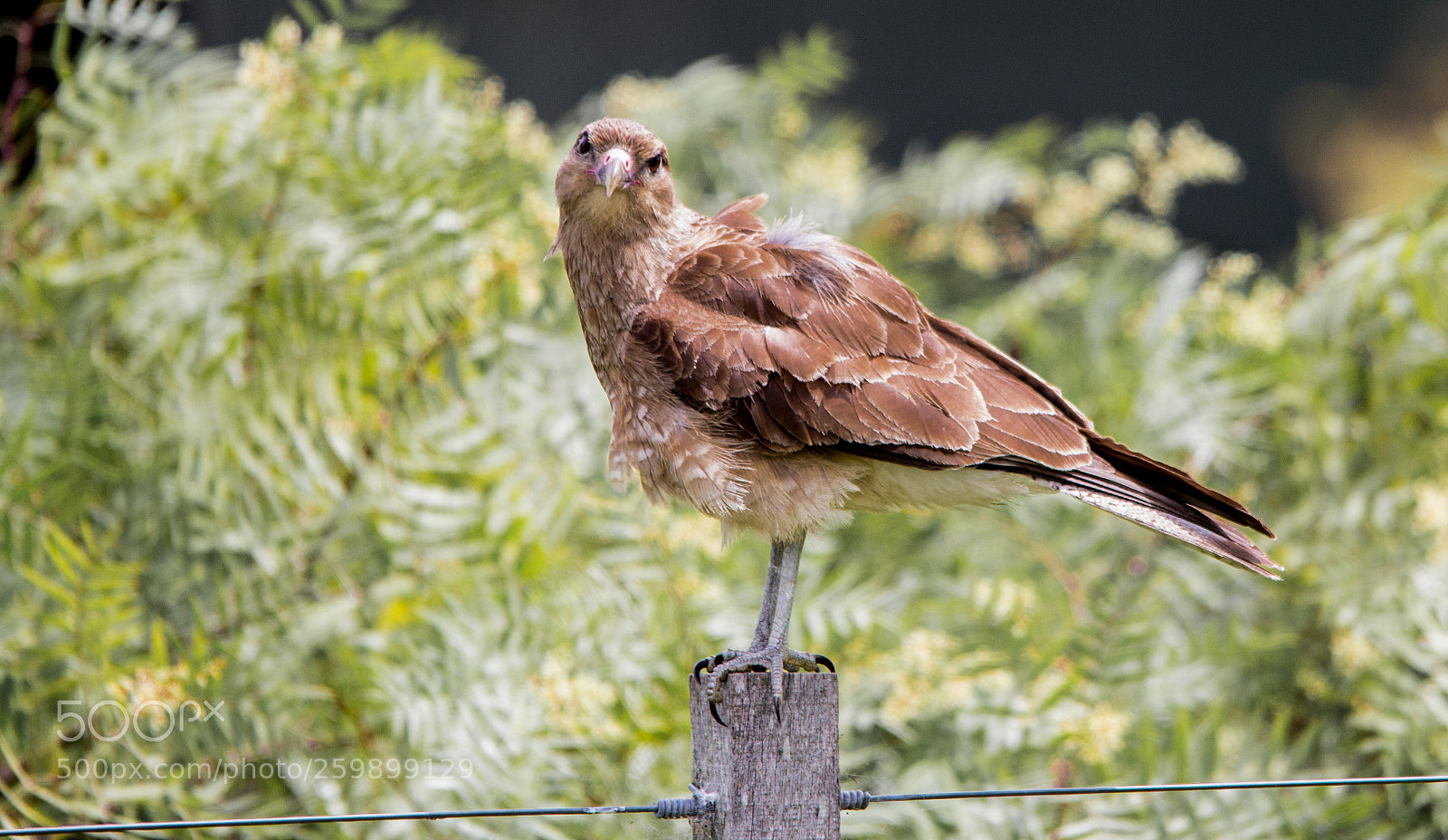 Canon EOS 60D sample photo. Pajaro photography