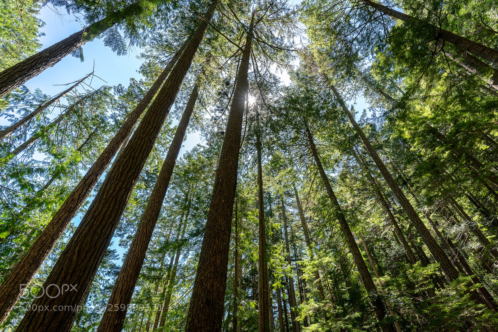 Sony a7R II sample photo. Reach for the sky photography