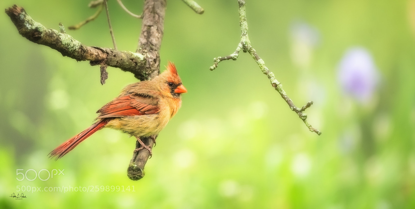 Nikon D810 sample photo. Female northern cardinal in photography