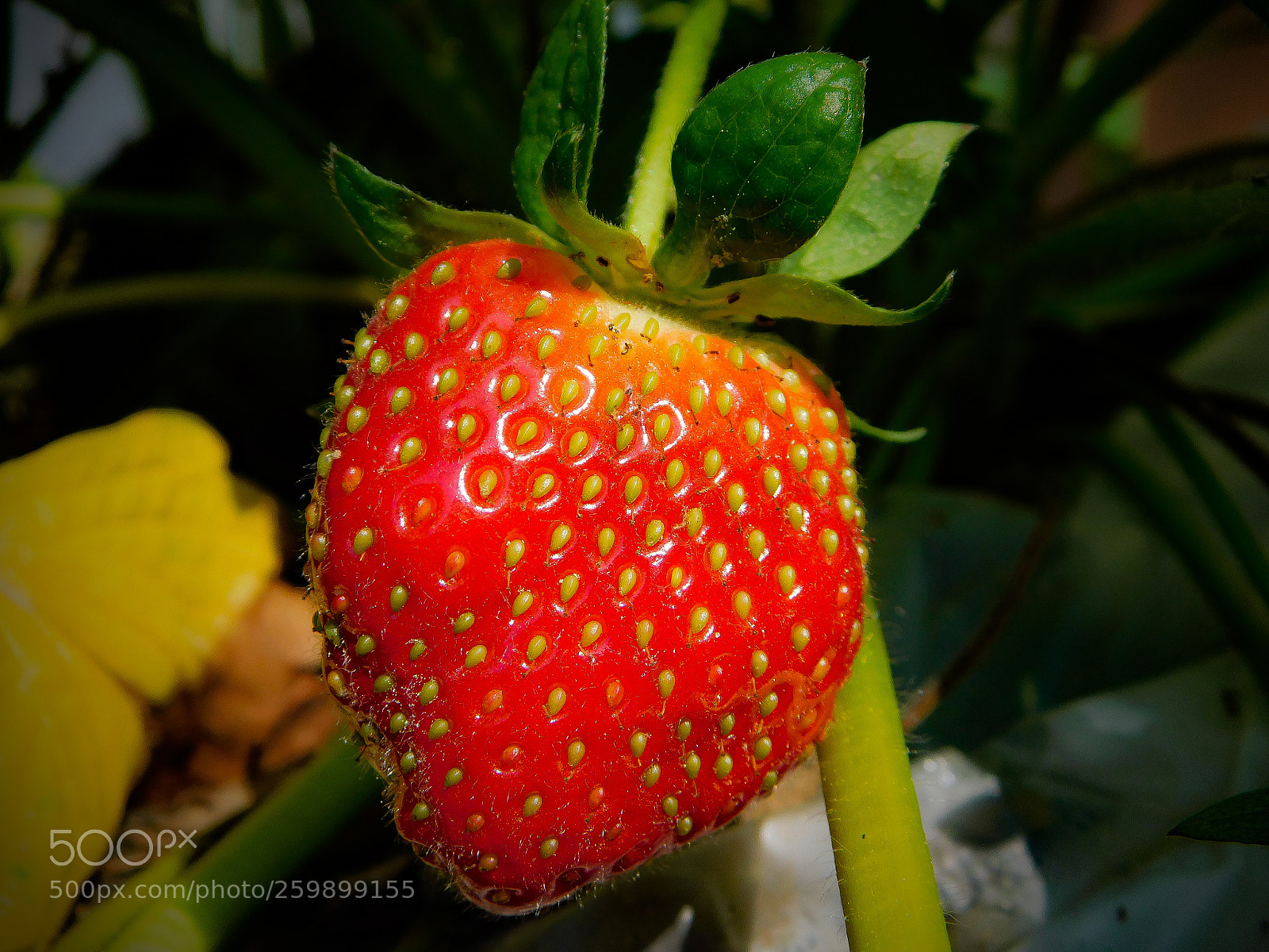 Nikon Coolpix B500 sample photo. First strawberry of the photography