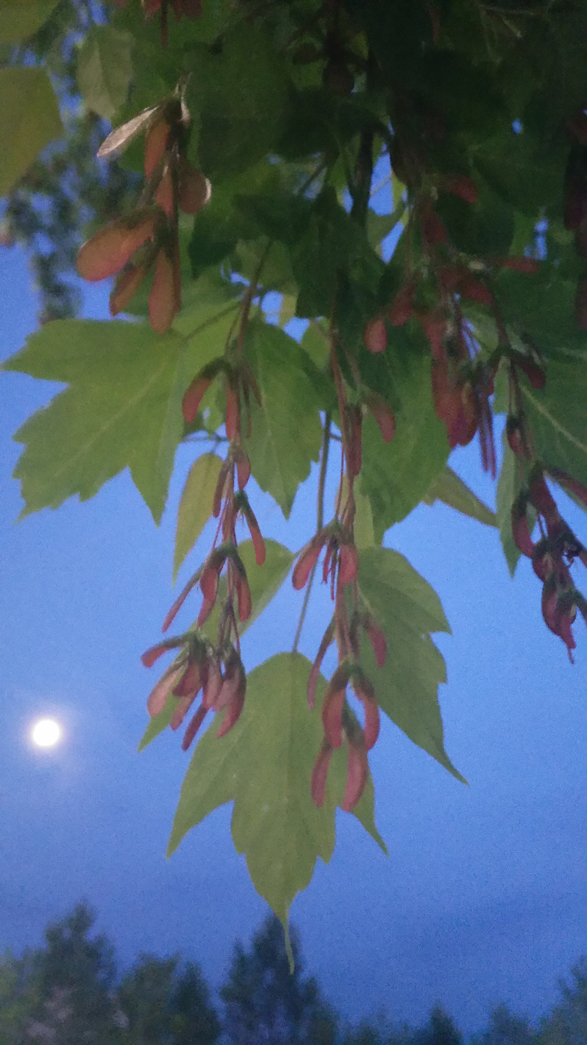 vivo X9PLUS sample photo