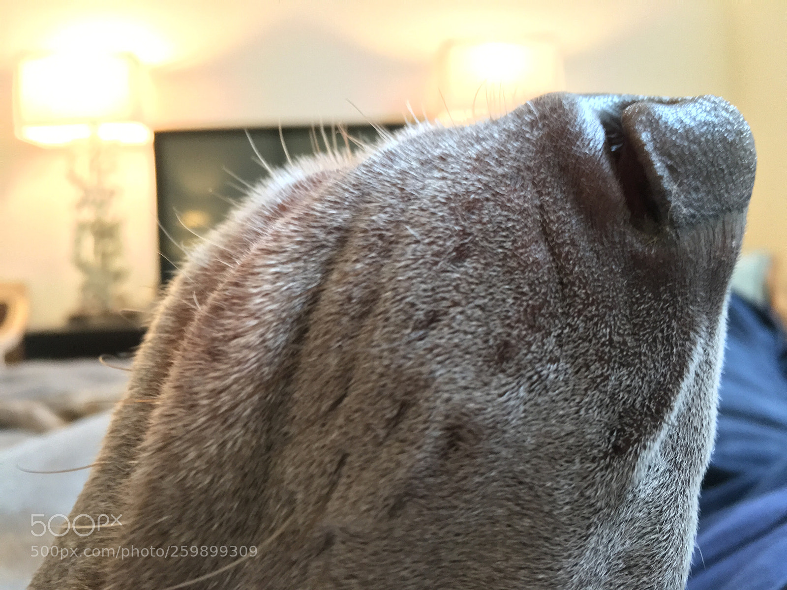 Apple iPhone 6s sample photo. Untitled photography