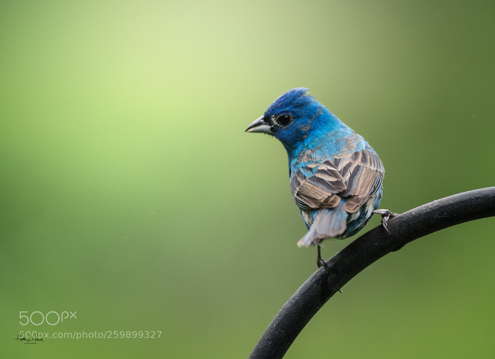 Nikon D810 sample photo. Indigo bunting 1 photography