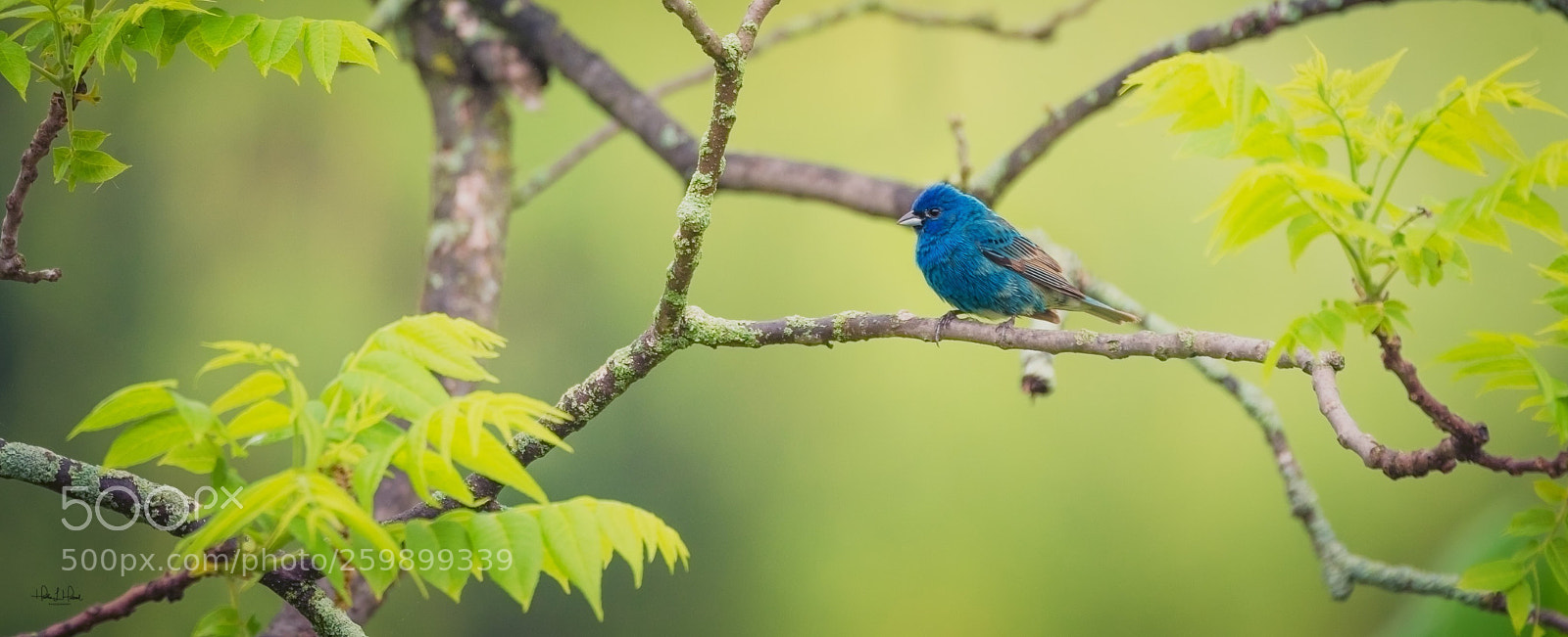 Nikon D810 sample photo. Indigo bunting 2 photography
