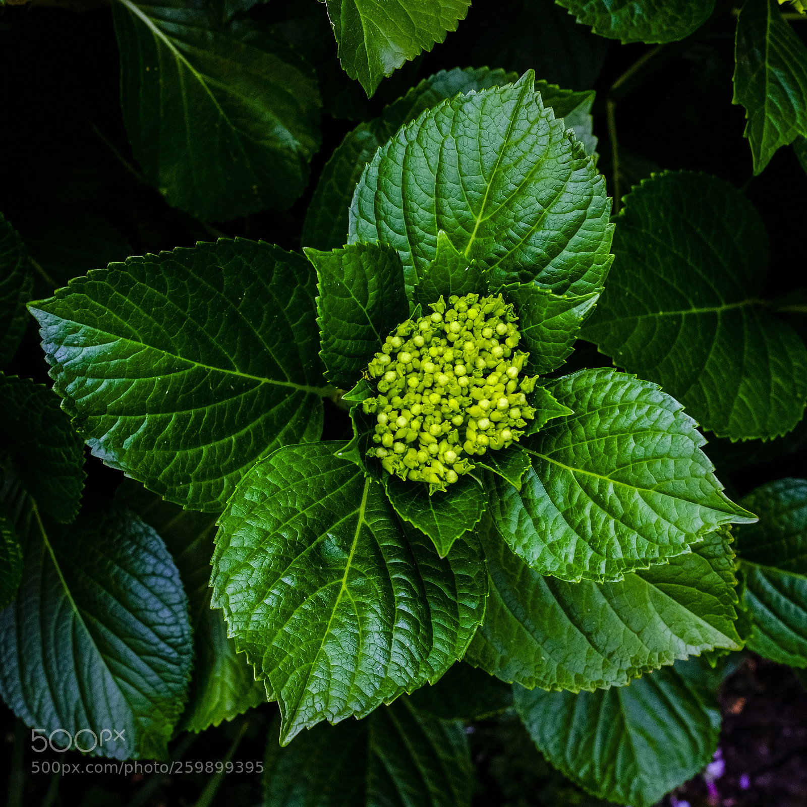 Fujifilm X-T20 sample photo. Leafs photography