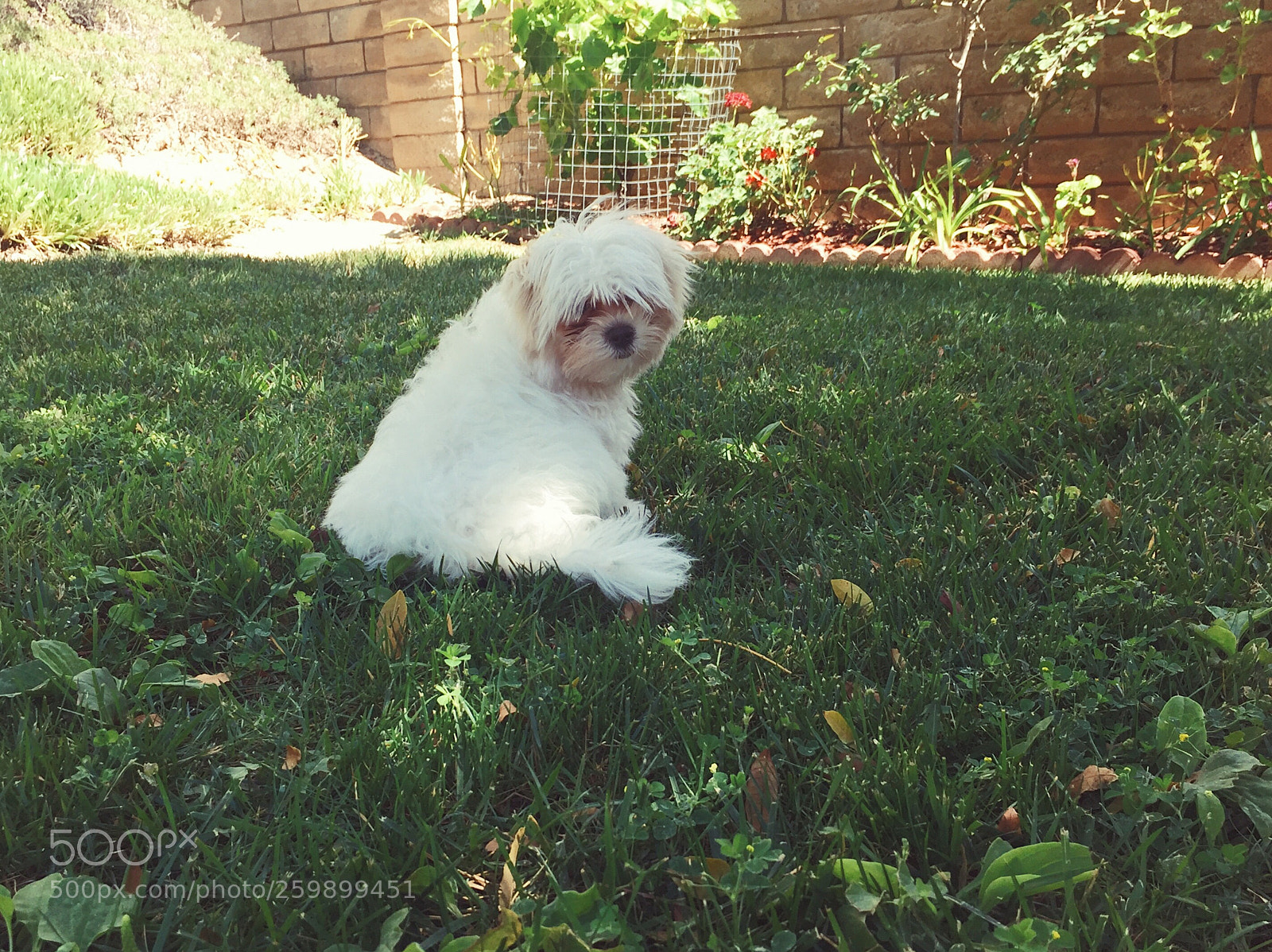 Apple iPhone 6 sample photo. Kiwi photography