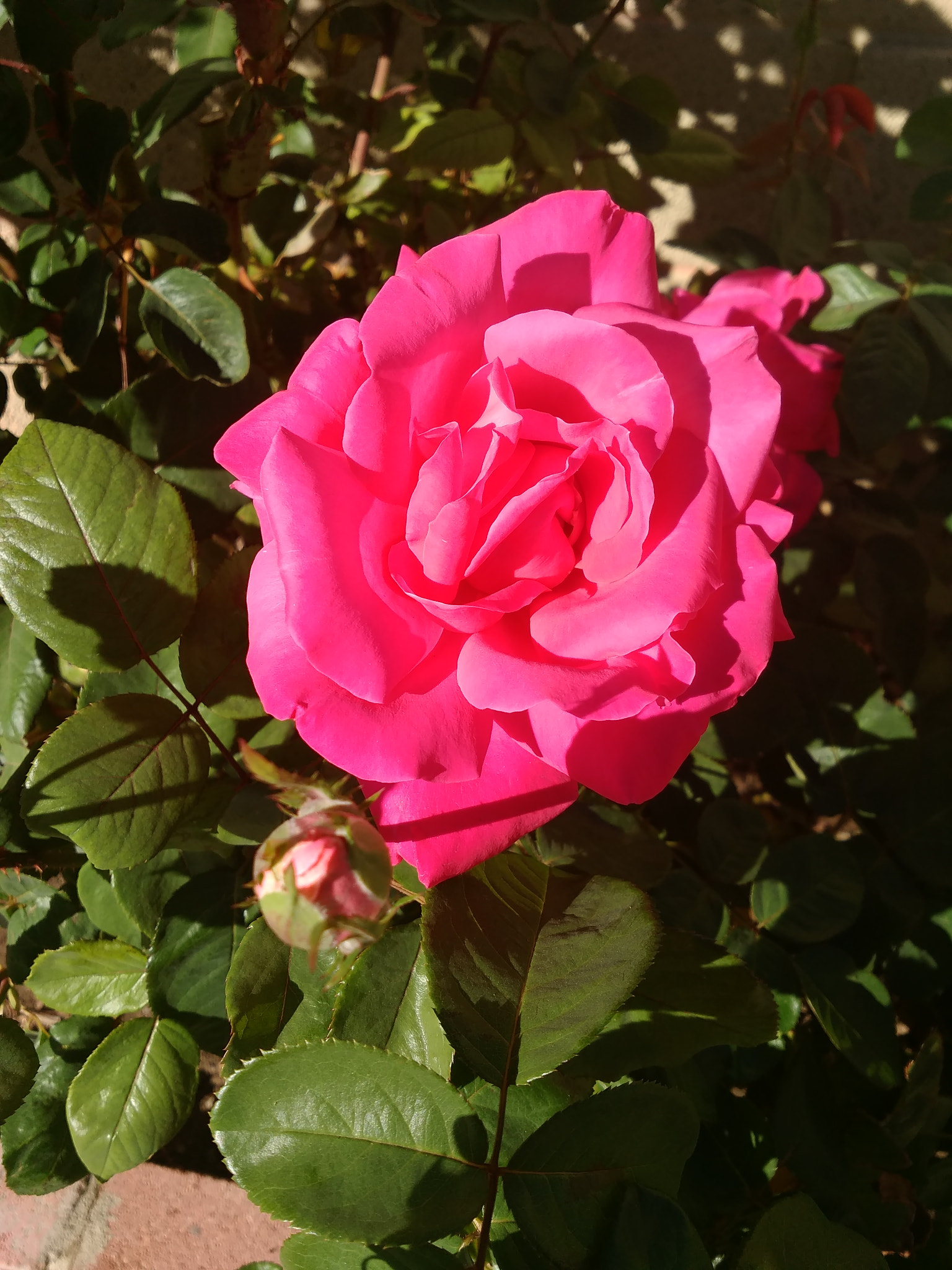 ZTE Z963VL sample photo. Beautiful rose photography