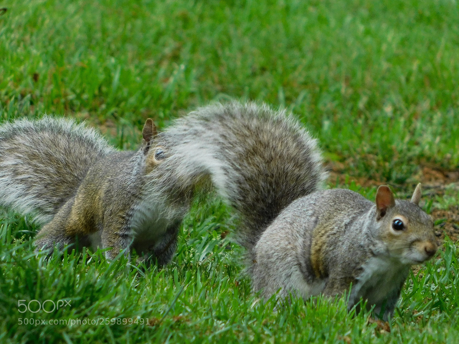 Nikon Coolpix B500 sample photo. Get that tail out photography