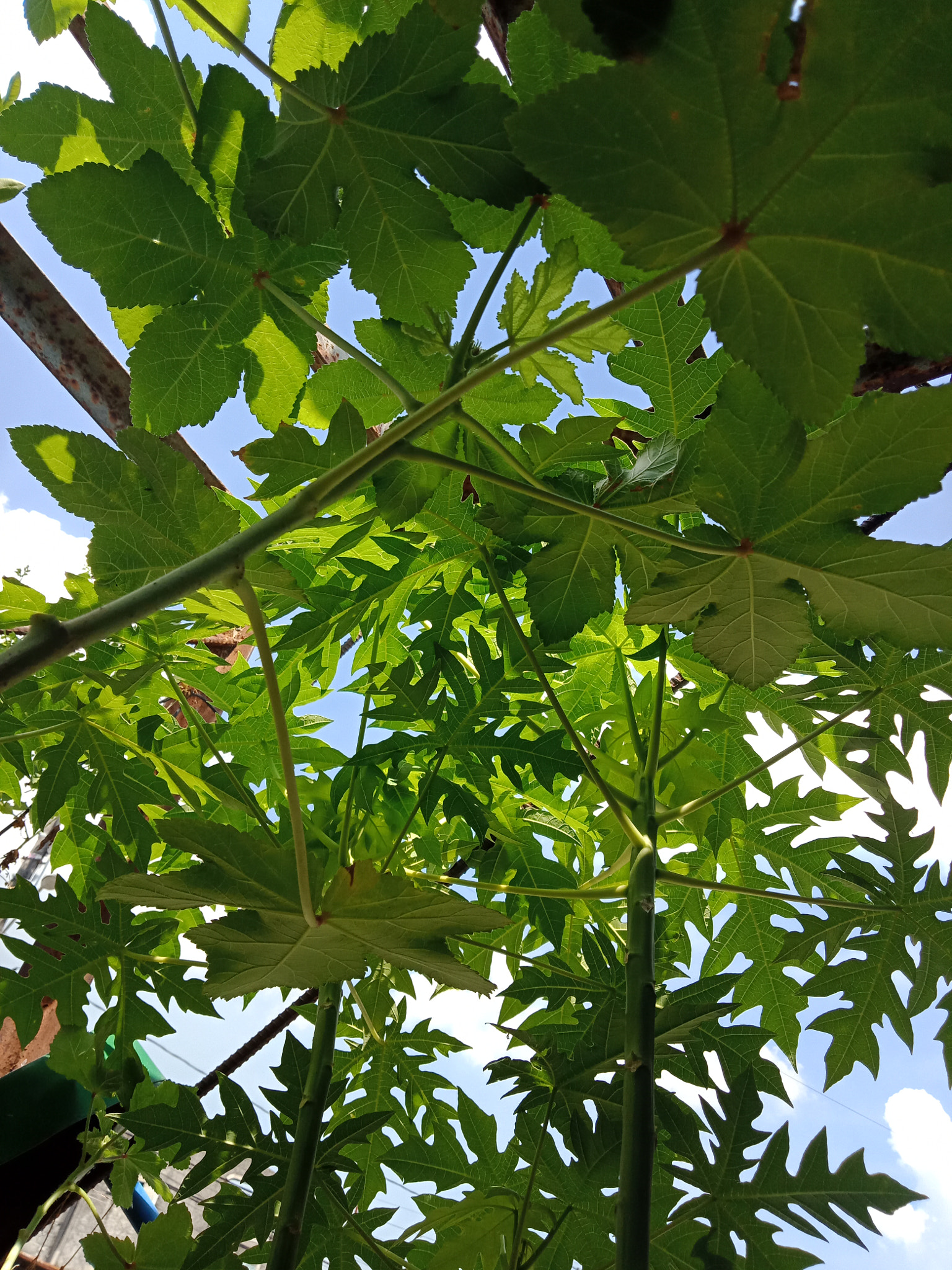 OPPO CPH1729 sample photo. Okra and my papaya plants photography