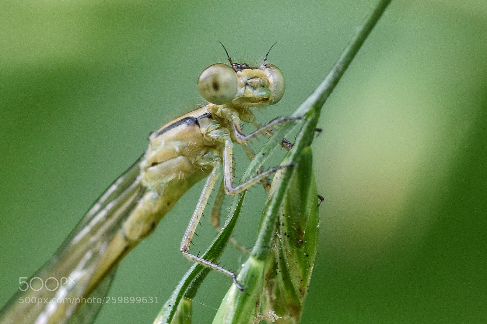 Nikon D3400 sample photo. Damselfly portrait photography