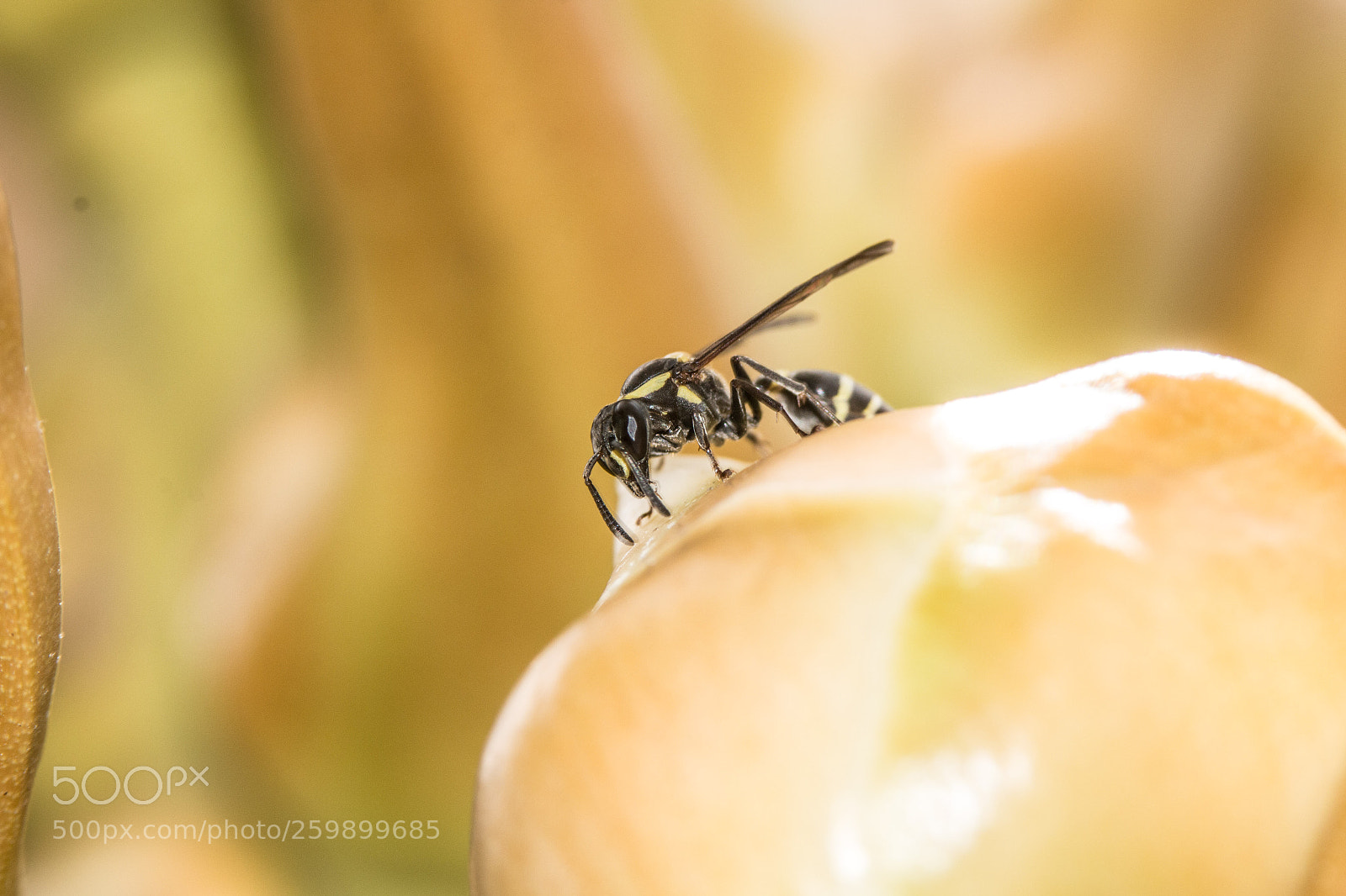 Canon EOS 70D sample photo. Hornet insect photography