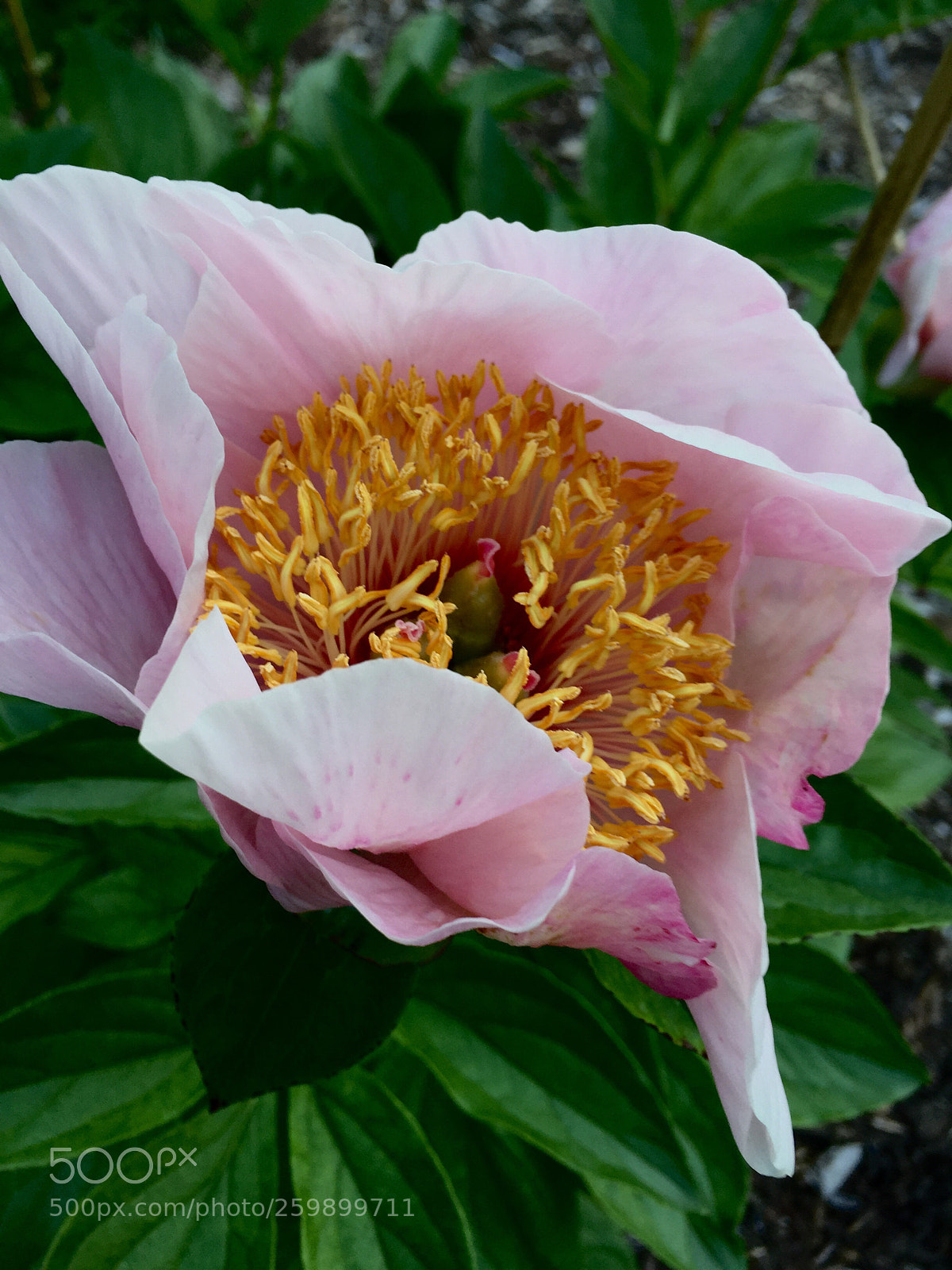 Apple iPhone 6 sample photo. Yet another single peony ~ photography