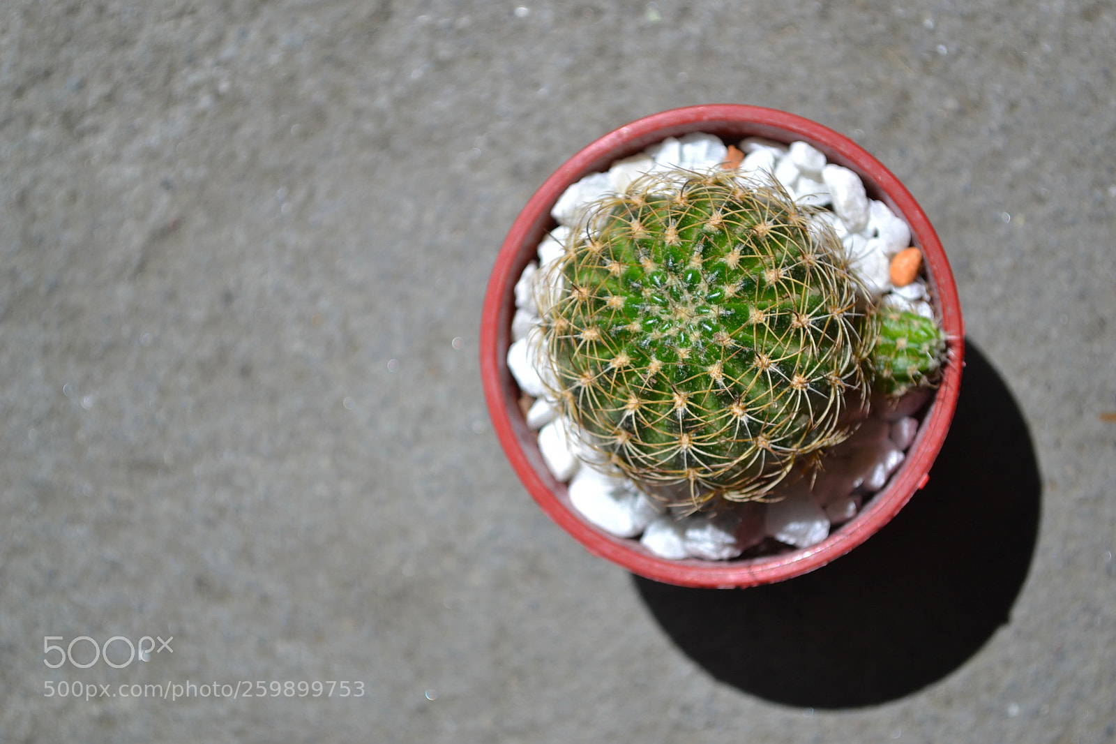 Nikon D3100 sample photo. Untitled photography