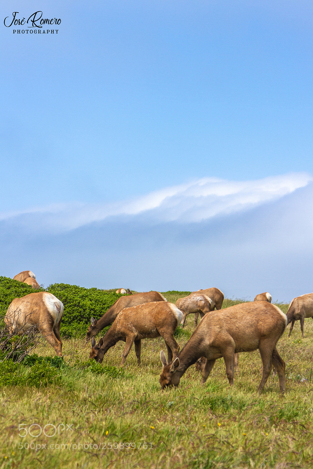 Canon EOS 7D sample photo. Point reyes deer photography