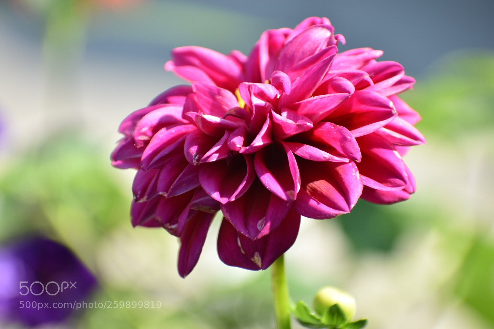 Nikon D3400 sample photo. Dahlia photography